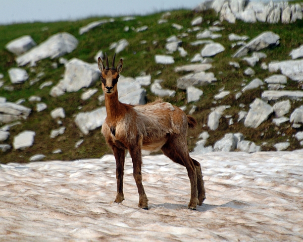 Camoscio d''Abruzzo Rupicapra pyrenaica ornata